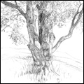 Sketches - Tree
