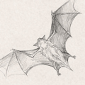 Sketches - Bat