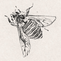 Sketches - Bees