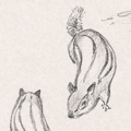 Sketches - Chipmunks