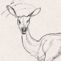 Sketches - Deer