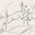 Sketches - Deer