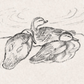 Sketches - Ducklings