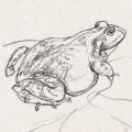 Sketches - Frogs