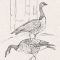 Sketches - Geese