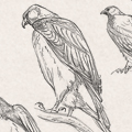 Sketches - Hawk