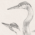 Sketches - Heron