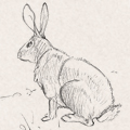 Sketches - Rabbits