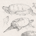 Sketches - Snapping Turtle