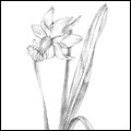Sketches - Daffodil