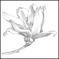 Sketches - Magnolia