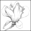Sketches - Magnolia