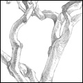 Sketches - Magnolia Tree