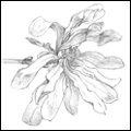 Sketches - Star Magnolia