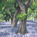 Sketches - Bluebell Wood