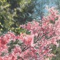 Sketches - Cherry Blossoms and Pines