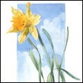 Sketches - Daffodil