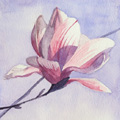 Sketches - Magnolia Blossoms