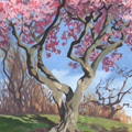 Sketches - Magnolia Tree