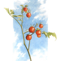 Sketches - Sungold Tomatoes