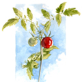 Sketches - Cherry Tomatoes